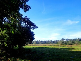 field and blue sky