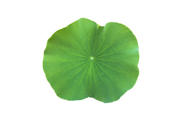 Fototapeta na wymiar Isolated waterlily plant with clipping paths.
