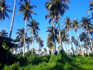 Coconut tress in the field