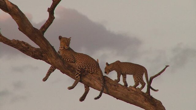  A leopard cub climbs up a tree to join mother