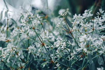 Small white wild flowers - 473912635