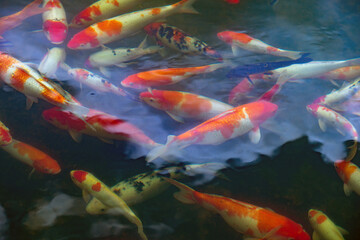 Koi fish in pond - 473912638