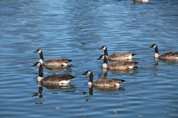 country goose family, William Hawrelak Park, Edmonton, Alberta
