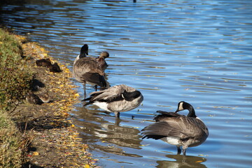 Geese On The Shoreline, William Hawrelak Park, Edmonton, Alberta