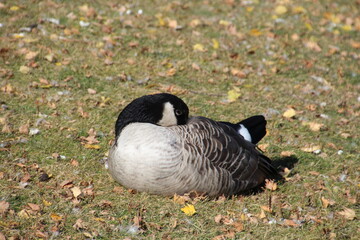 country goose on the grass, William Hawrelak Park, Edmonton, Alberta