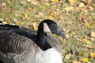 country goose on the grass, William Hawrelak Park, Edmonton, Alberta