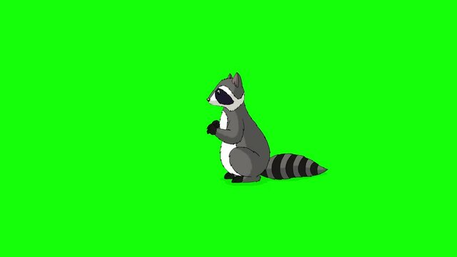 Raccoon. Handmade animated 4K footage isolated on green screen