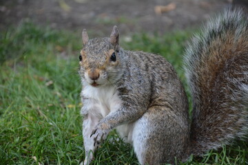 Naklejka na ściany i meble squirrel in the park