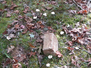 Fototapeta premium Fairy Mushrooms Among the Leaves and Moss