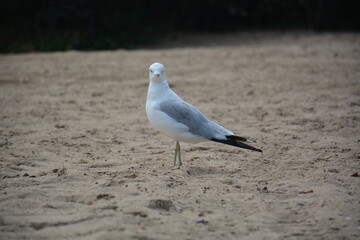 portrait of a seagull at the beach