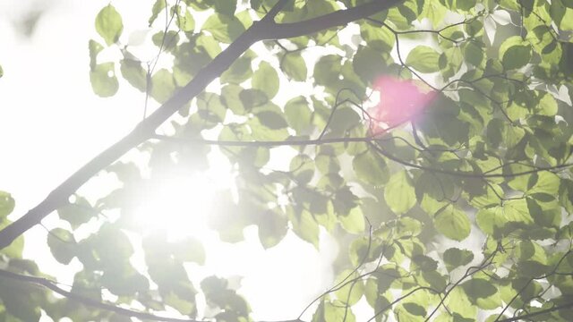 Forest trees illuminated by the scorching sunlight