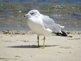 seagull on the beach
