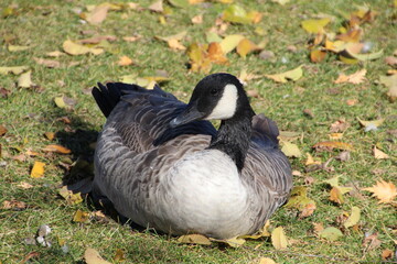 Canadian Goose On The Grass, William Hawrelak Park, Edmonton, Alberta