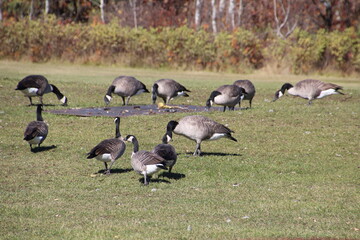 Canadian Geese Grazing, William Hawrelak Park, Edmonton, Alberta