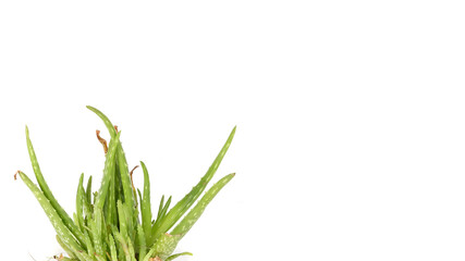 Aloe Vera plant in an isolated pot on a white background in a studio 