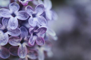 Schöne lila Blüte, Naturhintergrund, Makrofotografie von Blumen. Farbe des Jahres 2022 sehr Peri.