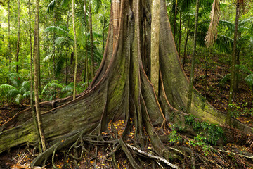 Figtree Walk, Conondale National Park