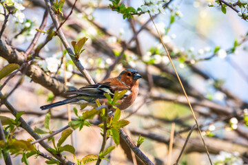 Common chaffinch, Fringilla coelebs, sits on a branch in spring on green background. Common chaffinch in wildlife.