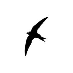 Swallow icon logo. Isolated swallow on white background. Vector illustration