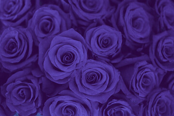 violet color roses background, toning color of the year Very Peri