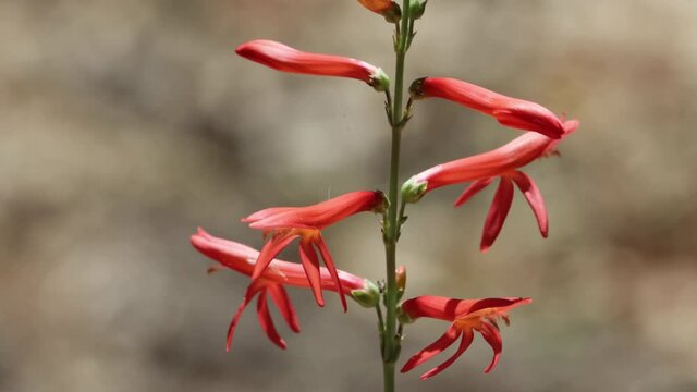 Red flowering raceme of San Gabriel Nearthread, Penstemon Labrosus, Plantaginaceae, native perennial herb in the San Bernardino Mountains, Summer.