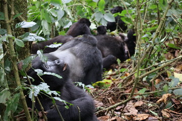 Mountain Gorilla thinking in Uganda