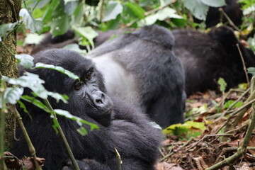 Resting Gorilla in Uganda 
