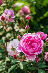 pink roses in the garden