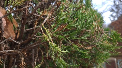 Green grass is hanging from a tree.