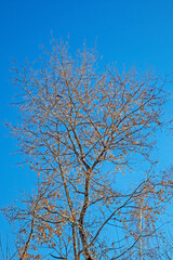A magpie is sitting on a branch of a lime tree on a cold winter day