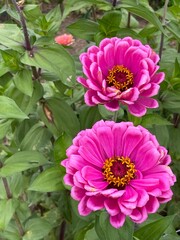 pink flowers, nature, garden, flowers, 