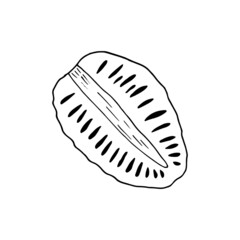 noni fruit slice hand drawn doodle. vector, minimalism, scandinavian, monochrome, nordic, sketch. icon, sticker, label, isolated. superfood, food.