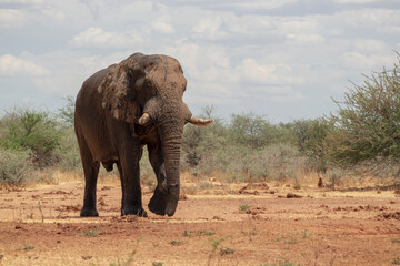 Fototapeta na wymiar Front view of african elephant in the grasslands of Etosha National Park, Namibia.