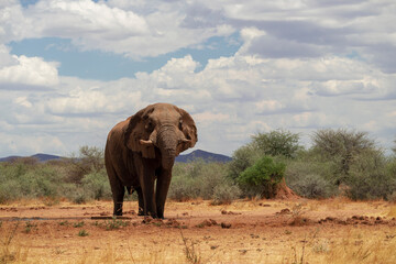 Front view of african elephant  in the grasslands of Etosha National Park, Namibia.