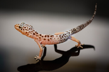 Fototapeta na wymiar Side view of Leopard Gecko.