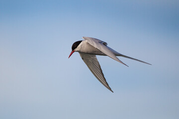 Arctic Terns hovering over their prey in the ocean