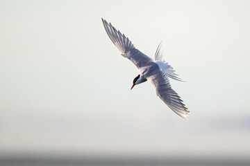 Arctic Terns hovering over their prey in the ocean