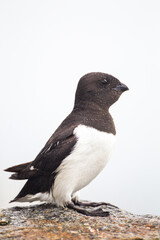 Little auk returning to their rocky nests