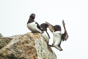 Little auk returning to their rocky nests