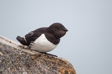 Little auk returning to their rocky nests