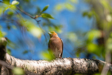Common chaffinch, Fringilla coelebs, sits on a branch in spring on green background. Common chaffinch in wildlife.