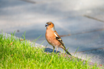 Common chaffinch, Fringilla coelebs, sits on a green lawn in spring. Common chaffinch in wildlife.