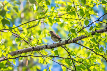 Green and yellow songbird, The European greenfinch sitting on a branch in spring.