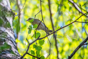 Green and yellow songbird, The European greenfinch sitting on a branch in spring.