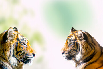 明るい樹木を背景にした虎の横顔のクローズアップ。〔合成〕