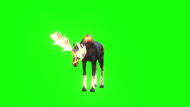 3d animation a large moose or Elk with big antlers moves and looks around him.