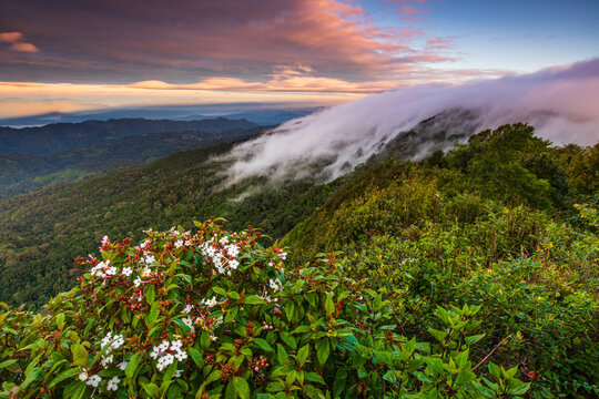 Landscape sea of mist in Doi Pha Hom Pok national park, Chaingmai province  Thailand.