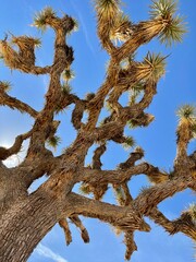 Fototapeta na wymiar tree in the desert