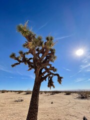 tree in desert