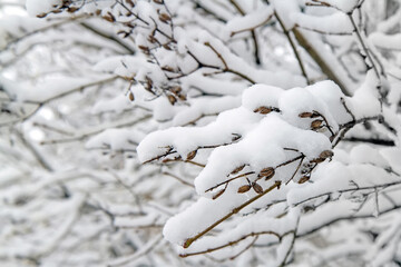 Tree branches covered with snow.